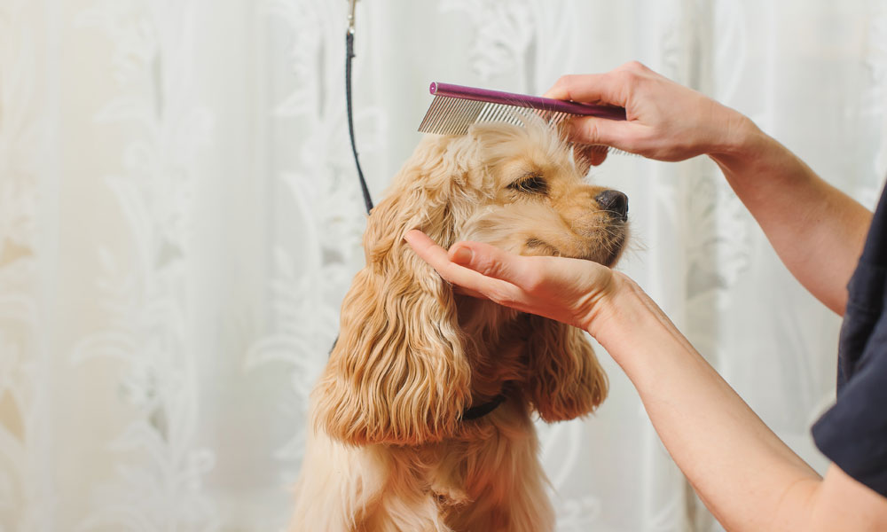 woman with hair brush holding head of dog while brushing its hair